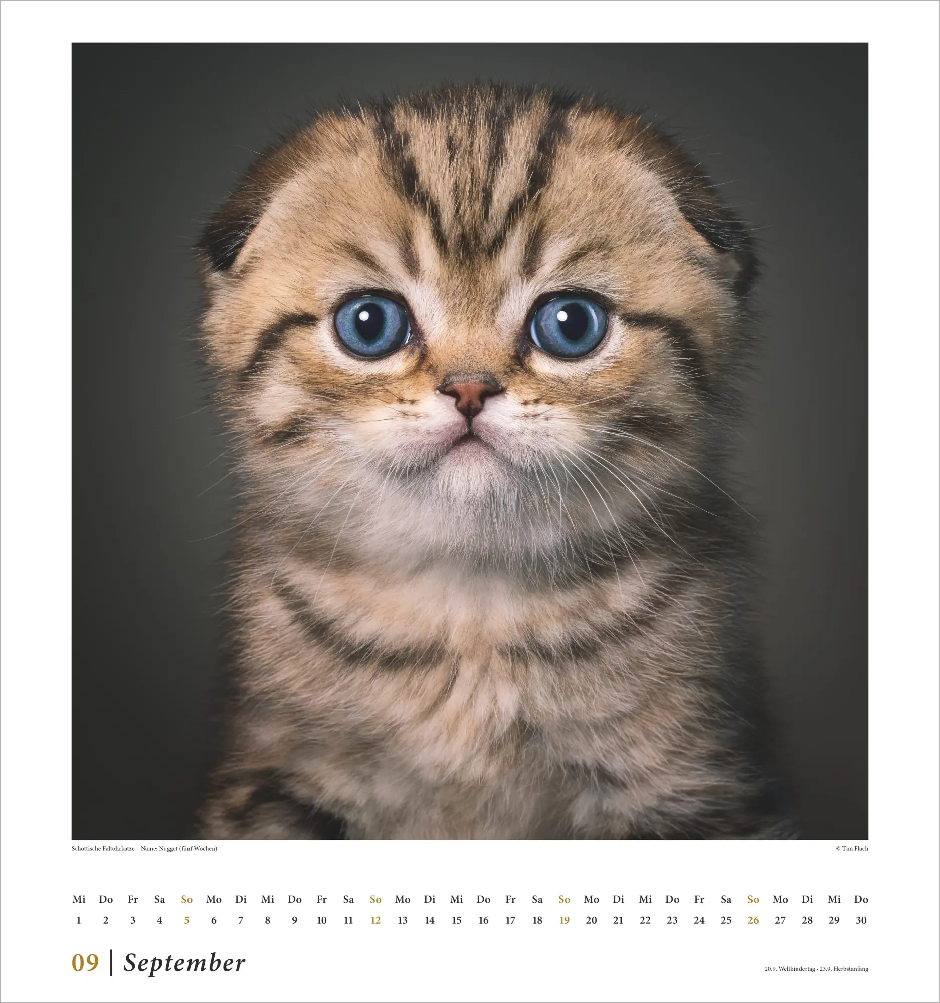 Bild: 4069095015180 | Tim Flach: Katzen 2027 | Neumann Verlage GmbH &amp; Co KG | Kalender