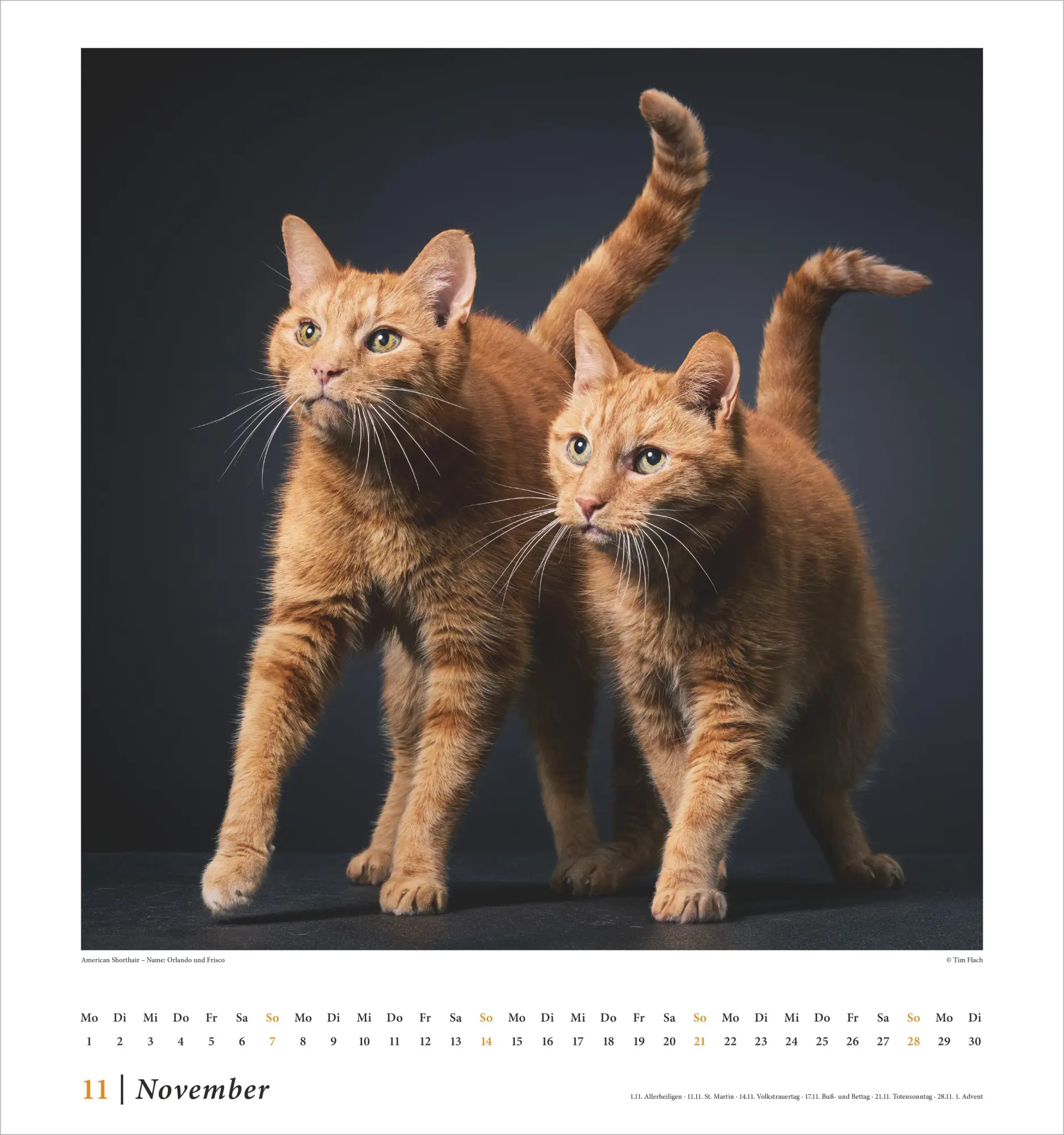 Bild: 4069095015180 | Tim Flach: Katzen 2027 | Neumann Verlage GmbH &amp; Co KG | Kalender