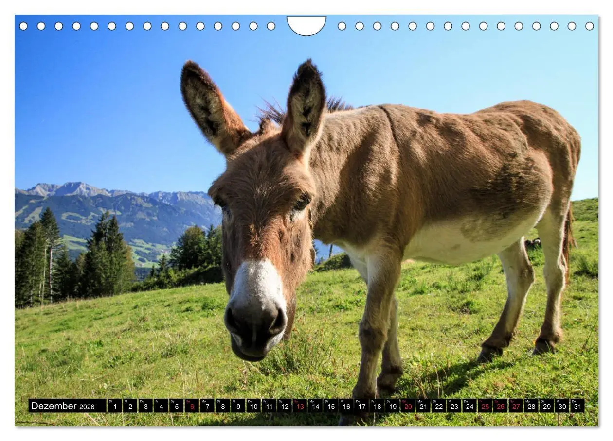 Bild: 9783457765180 | Faszination Allgäu (Wandkalender 2026 DIN A4 quer), CALVENDO...