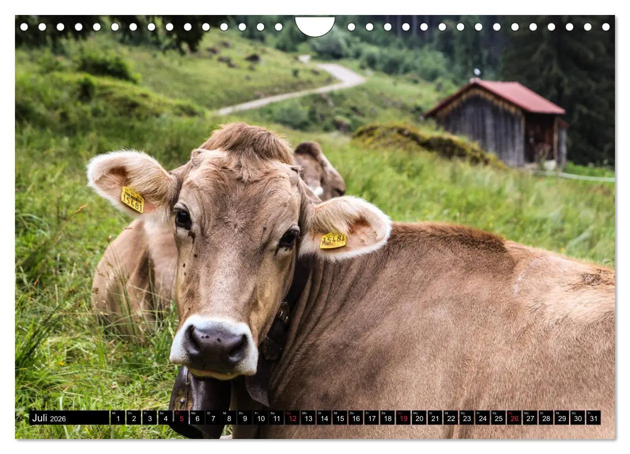 Bild: 9783457765180 | Faszination Allgäu (Wandkalender 2026 DIN A4 quer), CALVENDO...