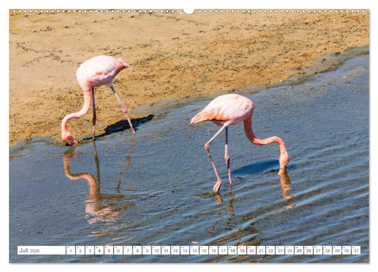 Bild: 9783516075380 | Galapagos. Verzauberte Inseln (hochwertiger Premium Wandkalender...