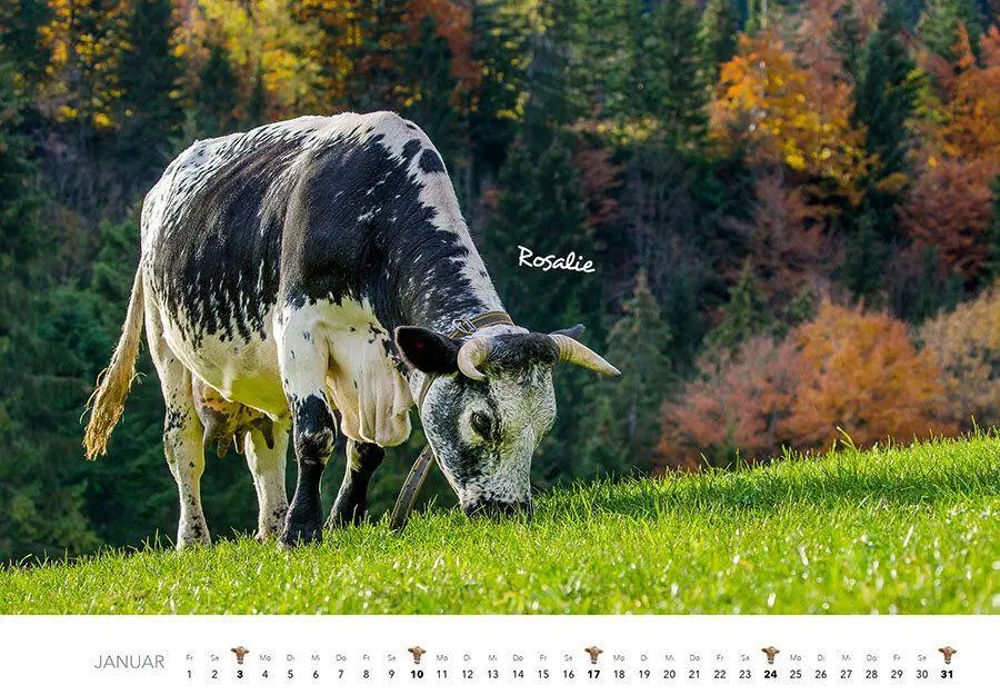 Bild: 9783960585480 | Kühe Kalender 2027 Wandkalender | J. -L. Hubert Klein | Kalender