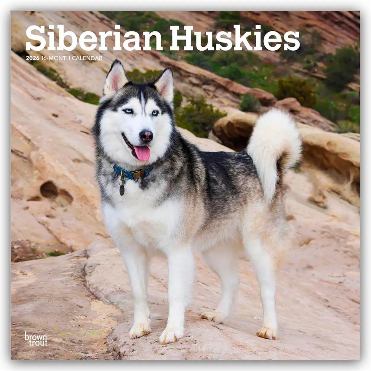Cover: 9798330705580 | Siberian Huskies - Siberian Husky 2026 - 16-Monatskalender | Kalender