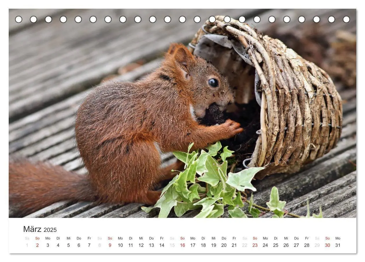 Bild: 9783435545780 | Eichhörnchen Kinder (Tischkalender 2025 DIN A5 quer), CALVENDO...