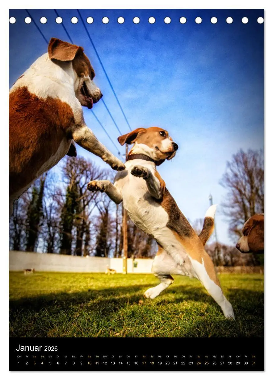 Bild: 9783516415780 | Beagle Action - Wilde Kuscheltiere (Tischkalender 2026 DIN A5...