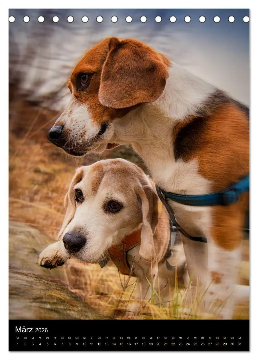 Bild: 9783516415780 | Beagle Action - Wilde Kuscheltiere (Tischkalender 2026 DIN A5...