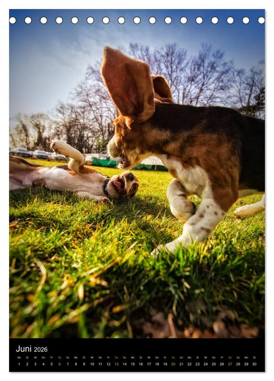 Bild: 9783516415780 | Beagle Action - Wilde Kuscheltiere (Tischkalender 2026 DIN A5...