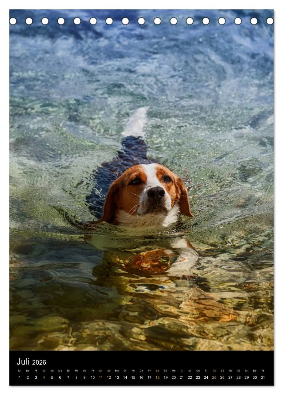 Bild: 9783516415780 | Beagle Action - Wilde Kuscheltiere (Tischkalender 2026 DIN A5...