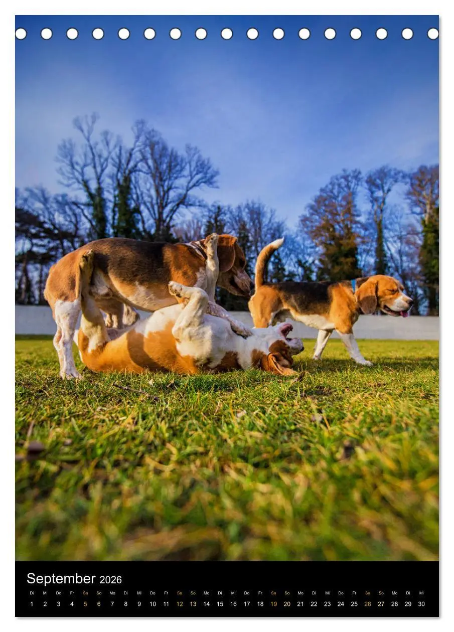 Bild: 9783516415780 | Beagle Action - Wilde Kuscheltiere (Tischkalender 2026 DIN A5...