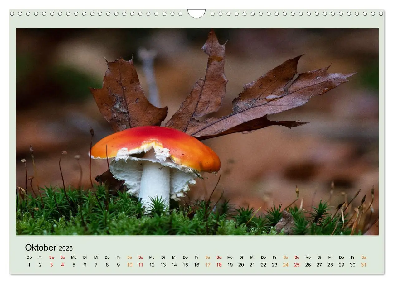 Bild: 9783457545980 | Im Fliegenpilz Rausch (Wandkalender 2026 DIN A3 quer), CALVENDO...