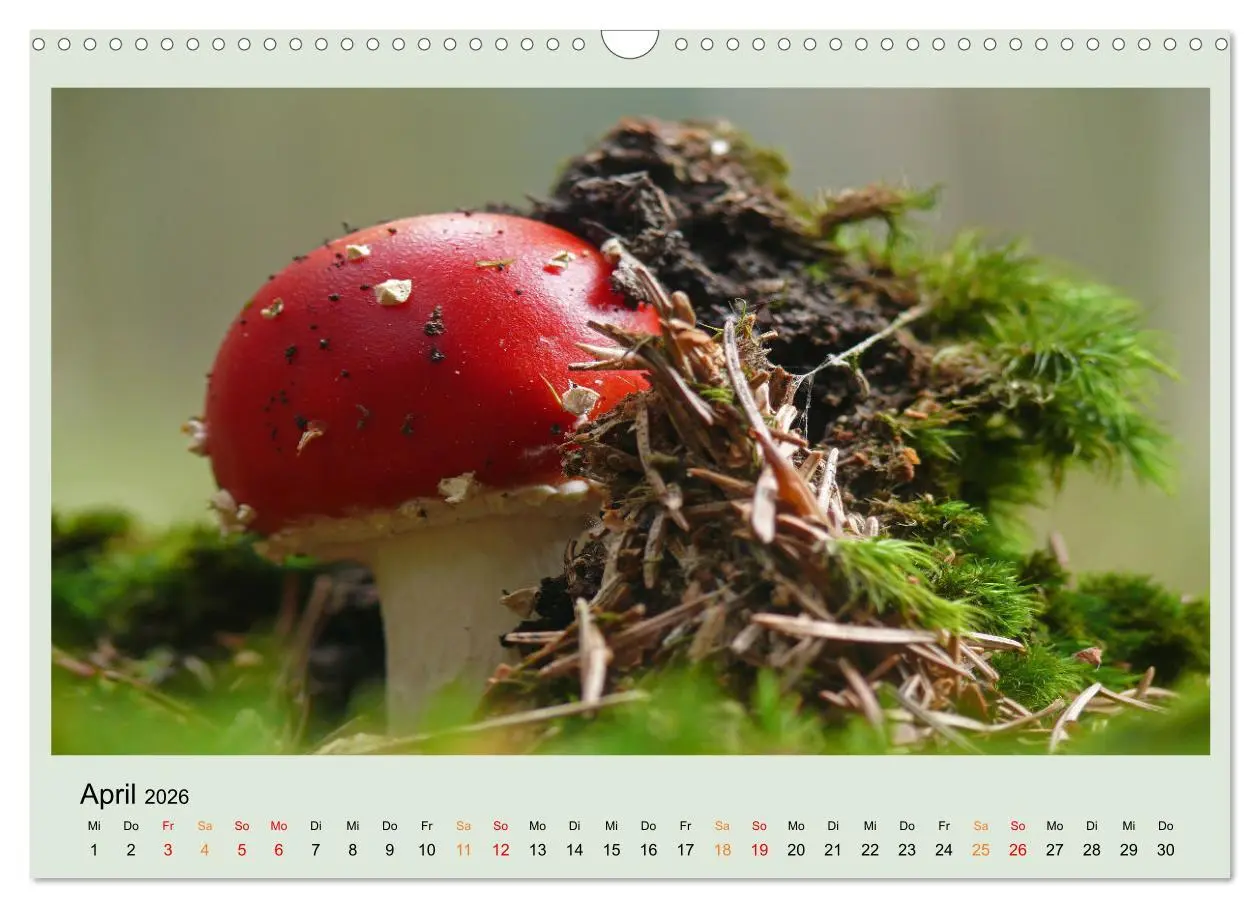 Bild: 9783457545980 | Im Fliegenpilz Rausch (Wandkalender 2026 DIN A3 quer), CALVENDO...