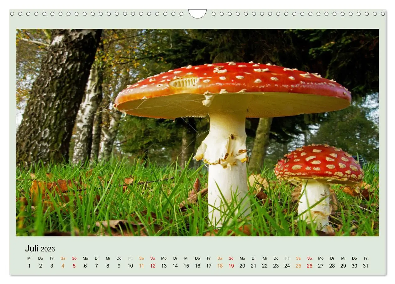 Bild: 9783457545980 | Im Fliegenpilz Rausch (Wandkalender 2026 DIN A3 quer), CALVENDO...