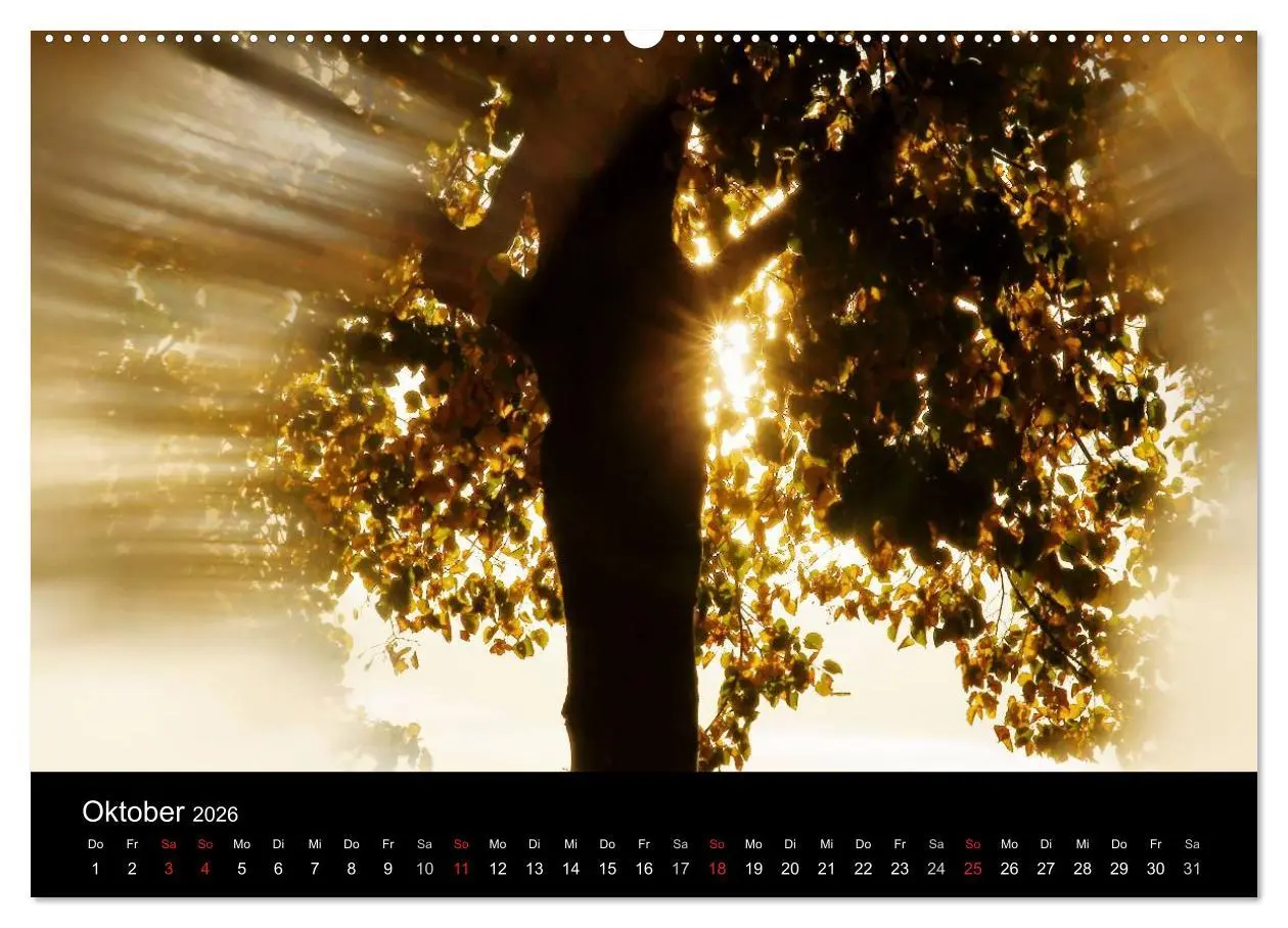 Bild: 9783516185980 | Baumporträts 2026 (Wandkalender 2026 DIN A2 quer), CALVENDO...