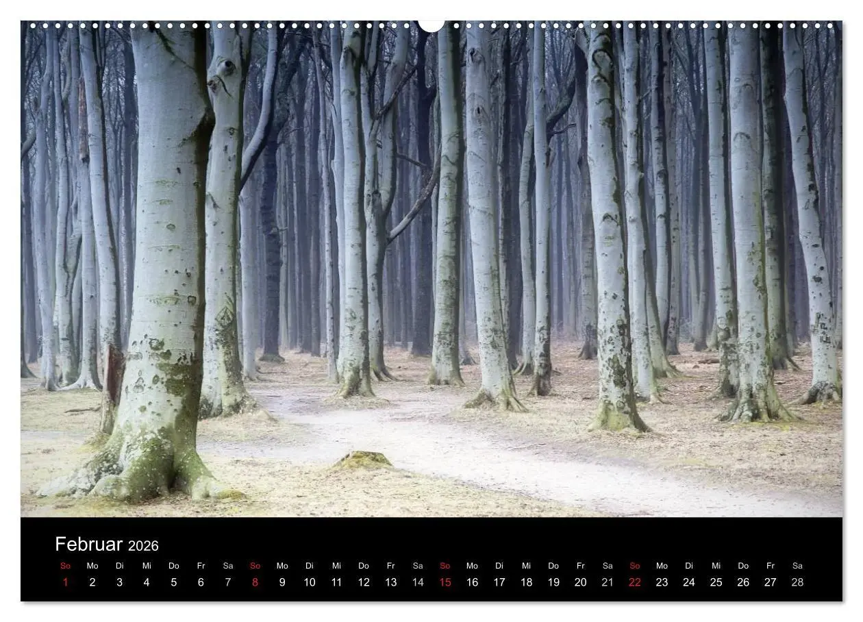 Bild: 9783516185980 | Baumporträts 2026 (Wandkalender 2026 DIN A2 quer), CALVENDO...