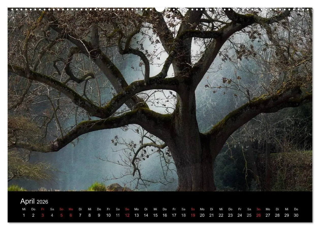 Bild: 9783516185980 | Baumporträts 2026 (Wandkalender 2026 DIN A2 quer), CALVENDO...