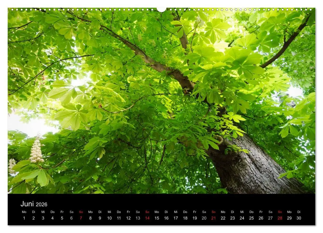 Bild: 9783516185980 | Baumporträts 2026 (Wandkalender 2026 DIN A2 quer), CALVENDO...