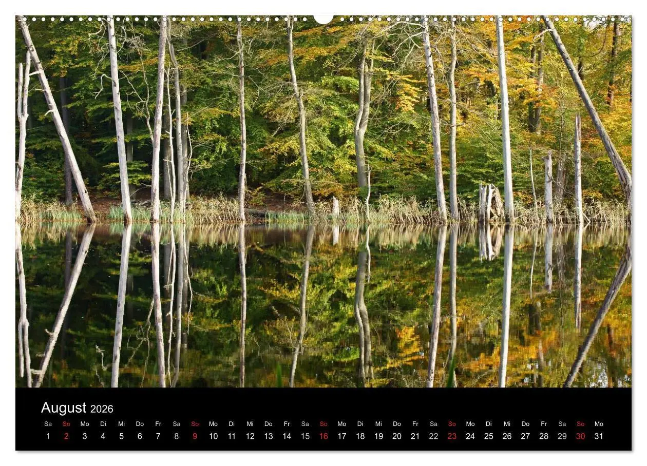 Bild: 9783516185980 | Baumporträts 2026 (Wandkalender 2026 DIN A2 quer), CALVENDO...