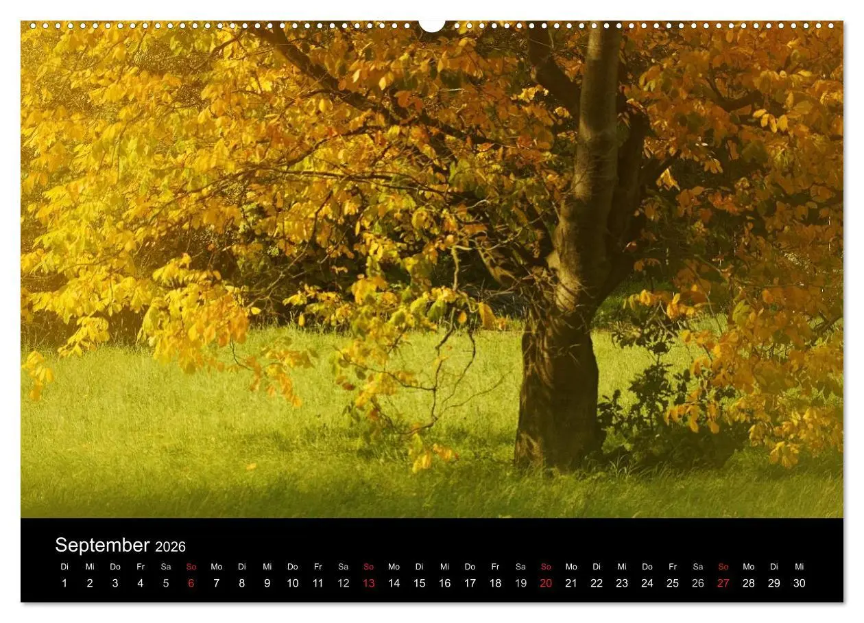 Bild: 9783516185980 | Baumporträts 2026 (Wandkalender 2026 DIN A2 quer), CALVENDO...