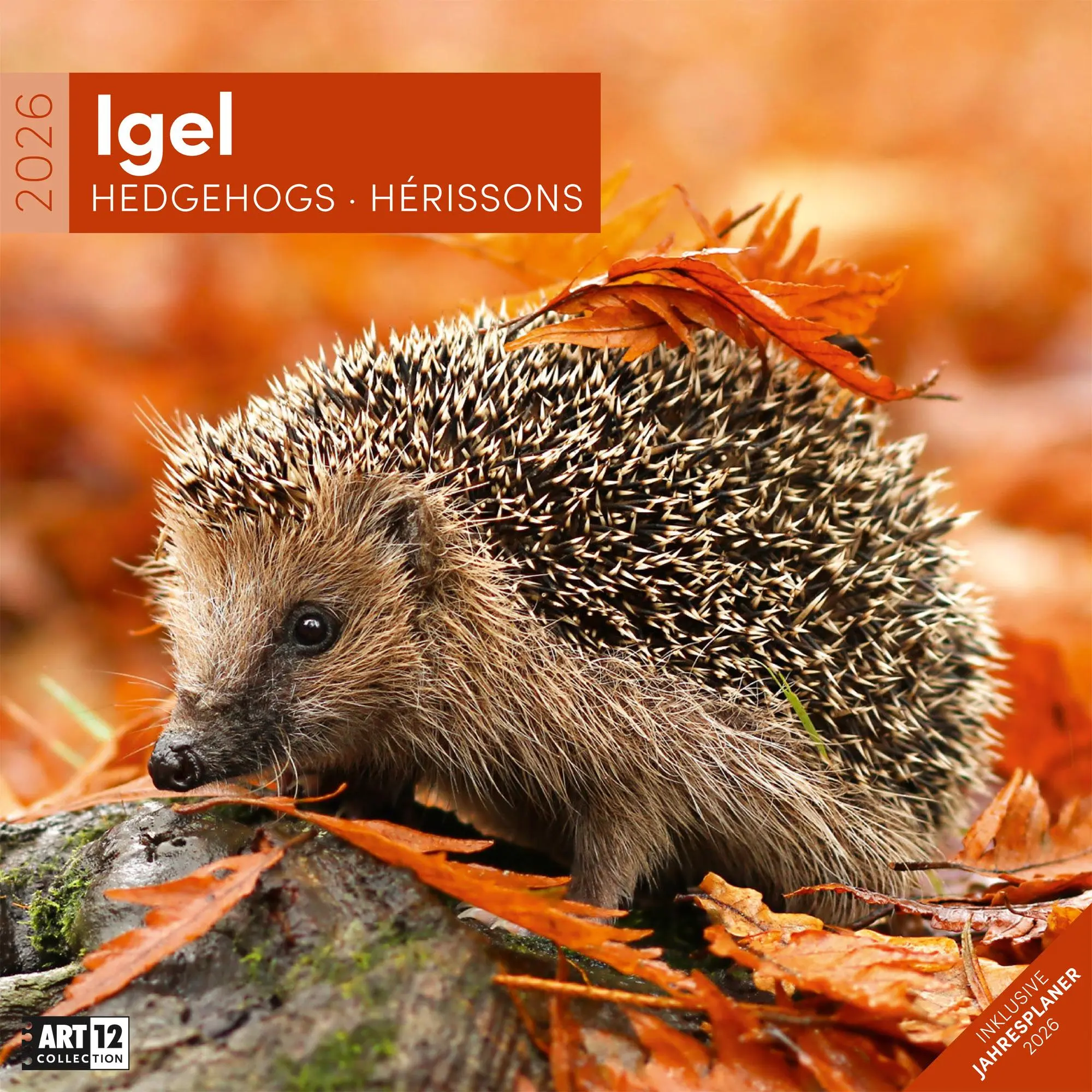 Cover: 9783838446080 | Igel Kalender 2026 - 30x30 | Ackermann Kunstverlag GmbH | Kalender