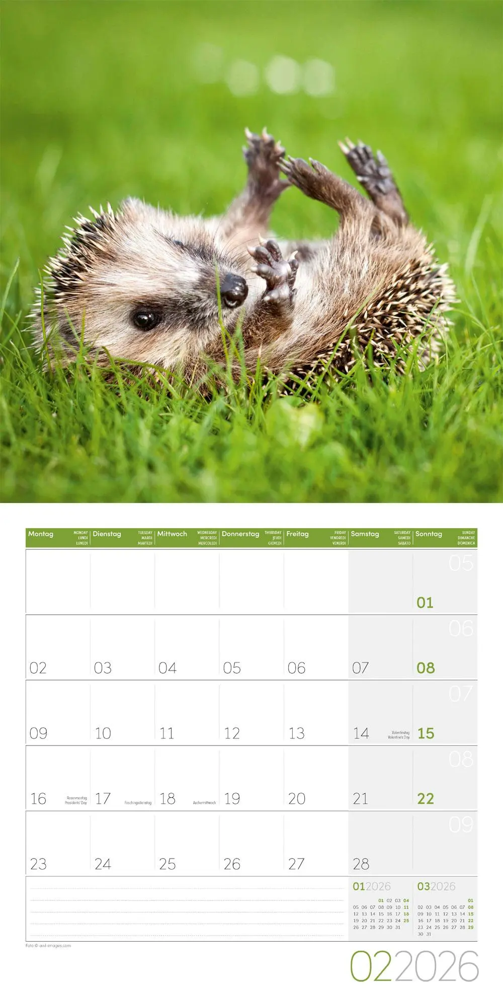 Bild: 9783838446080 | Igel Kalender 2026 - 30x30 | Ackermann Kunstverlag GmbH | Kalender