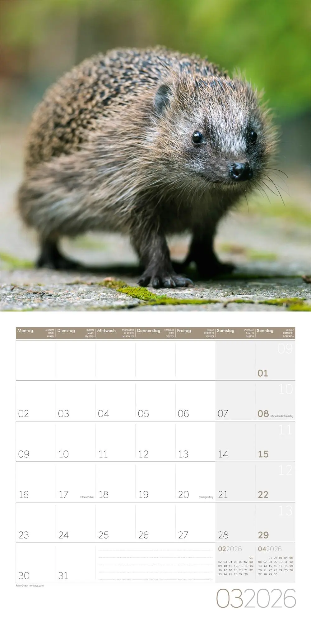 Bild: 9783838446080 | Igel Kalender 2026 - 30x30 | Ackermann Kunstverlag GmbH | Kalender