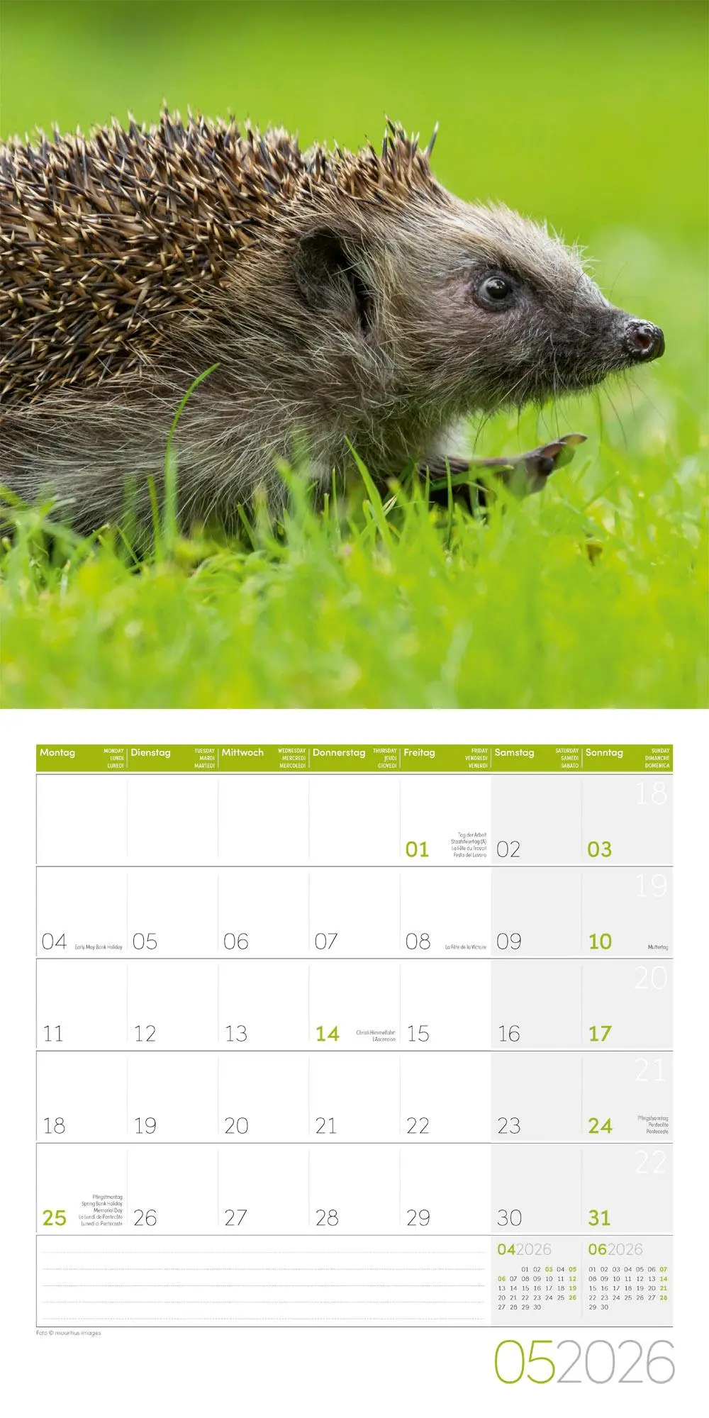 Bild: 9783838446080 | Igel Kalender 2026 - 30x30 | Ackermann Kunstverlag GmbH | Kalender