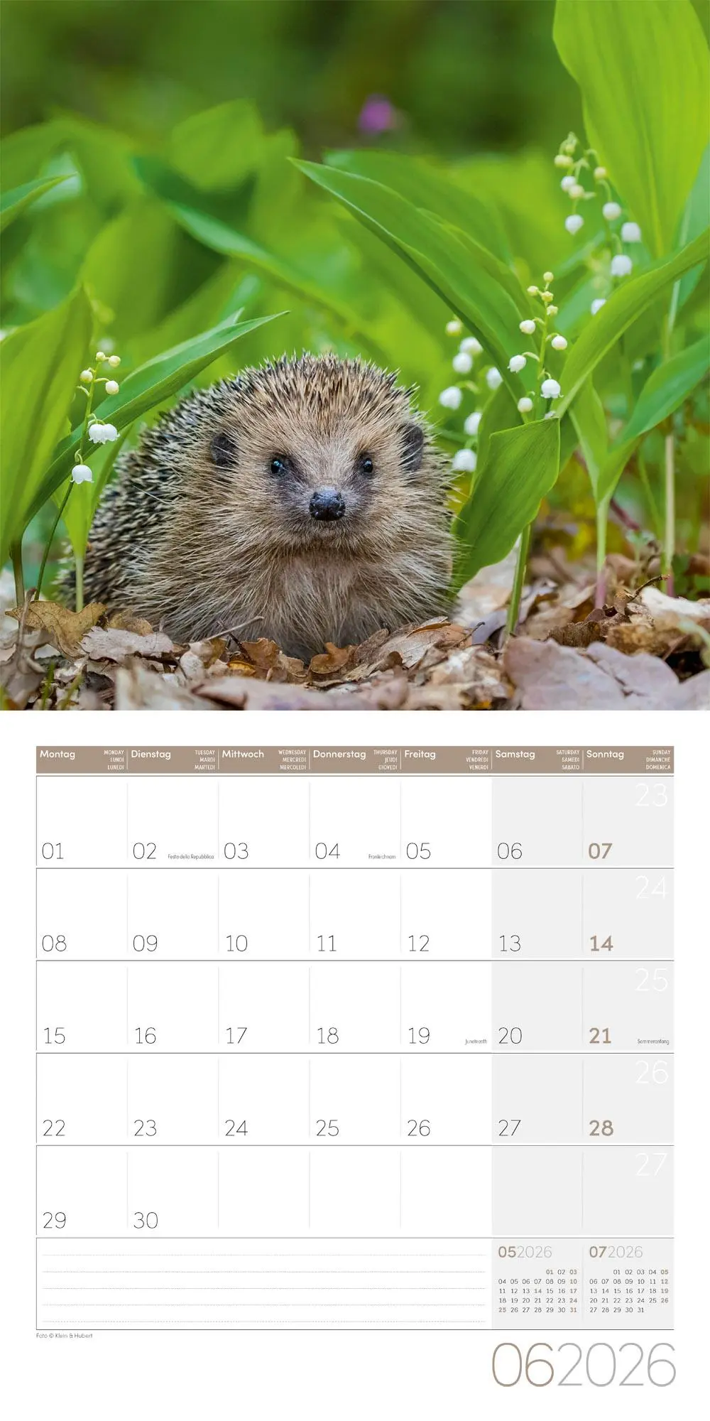 Bild: 9783838446080 | Igel Kalender 2026 - 30x30 | Ackermann Kunstverlag GmbH | Kalender