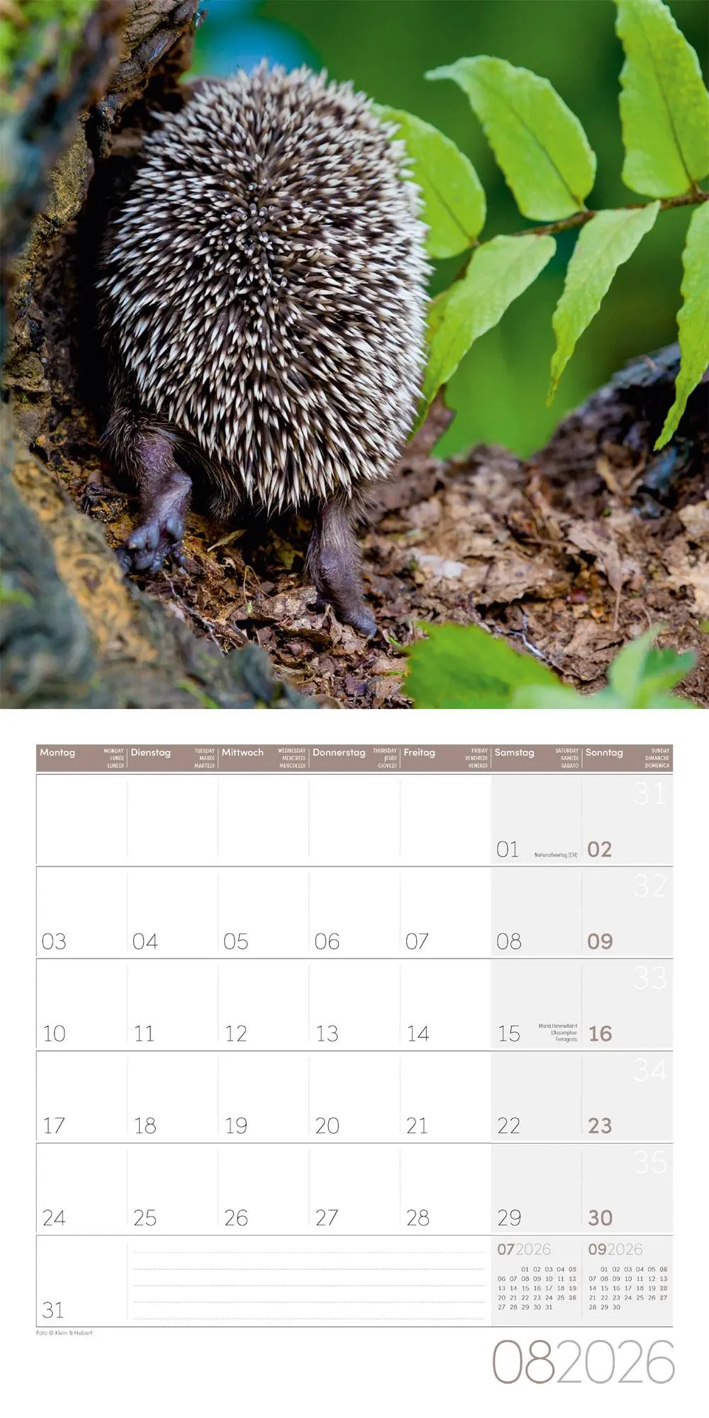 Bild: 9783838446080 | Igel Kalender 2026 - 30x30 | Ackermann Kunstverlag GmbH | Kalender
