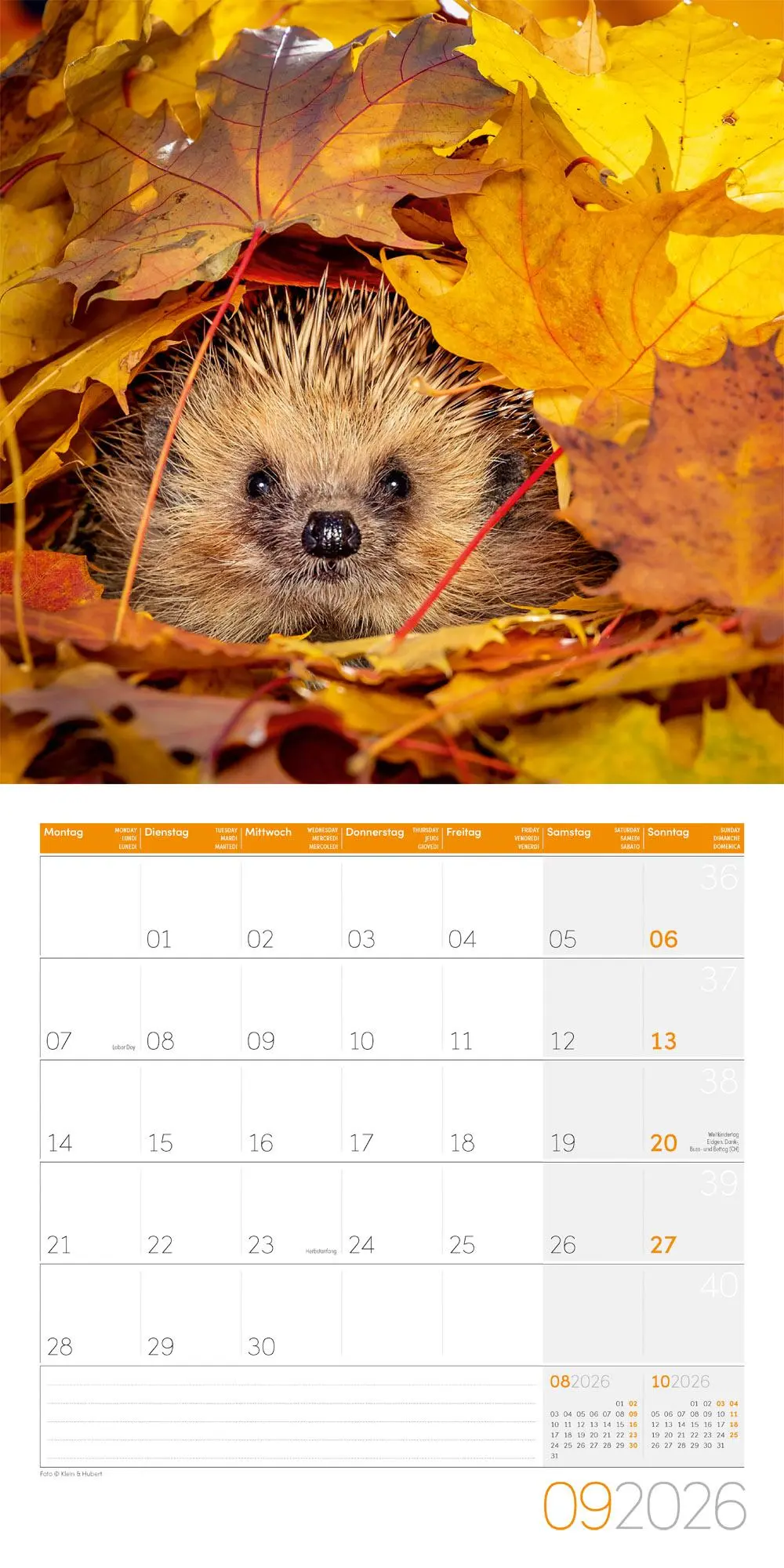 Bild: 9783838446080 | Igel Kalender 2026 - 30x30 | Ackermann Kunstverlag GmbH | Kalender