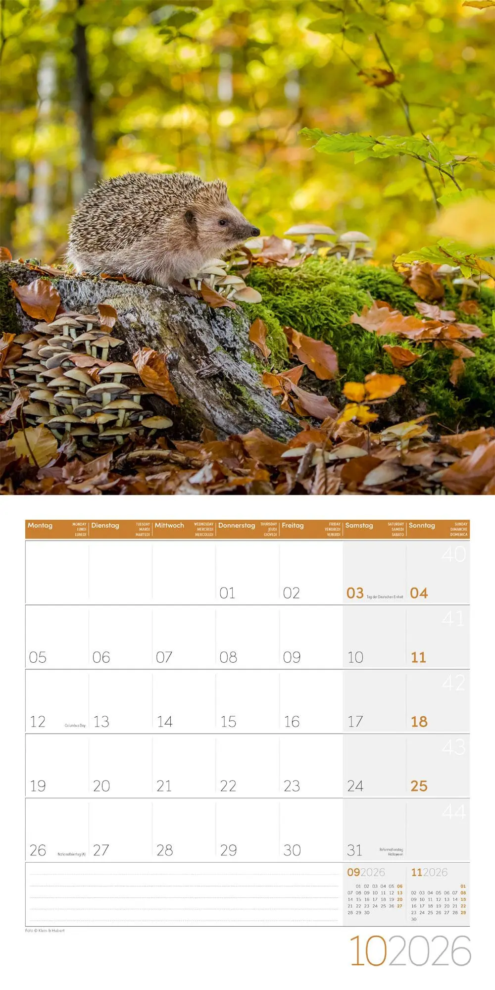 Bild: 9783838446080 | Igel Kalender 2026 - 30x30 | Ackermann Kunstverlag GmbH | Kalender