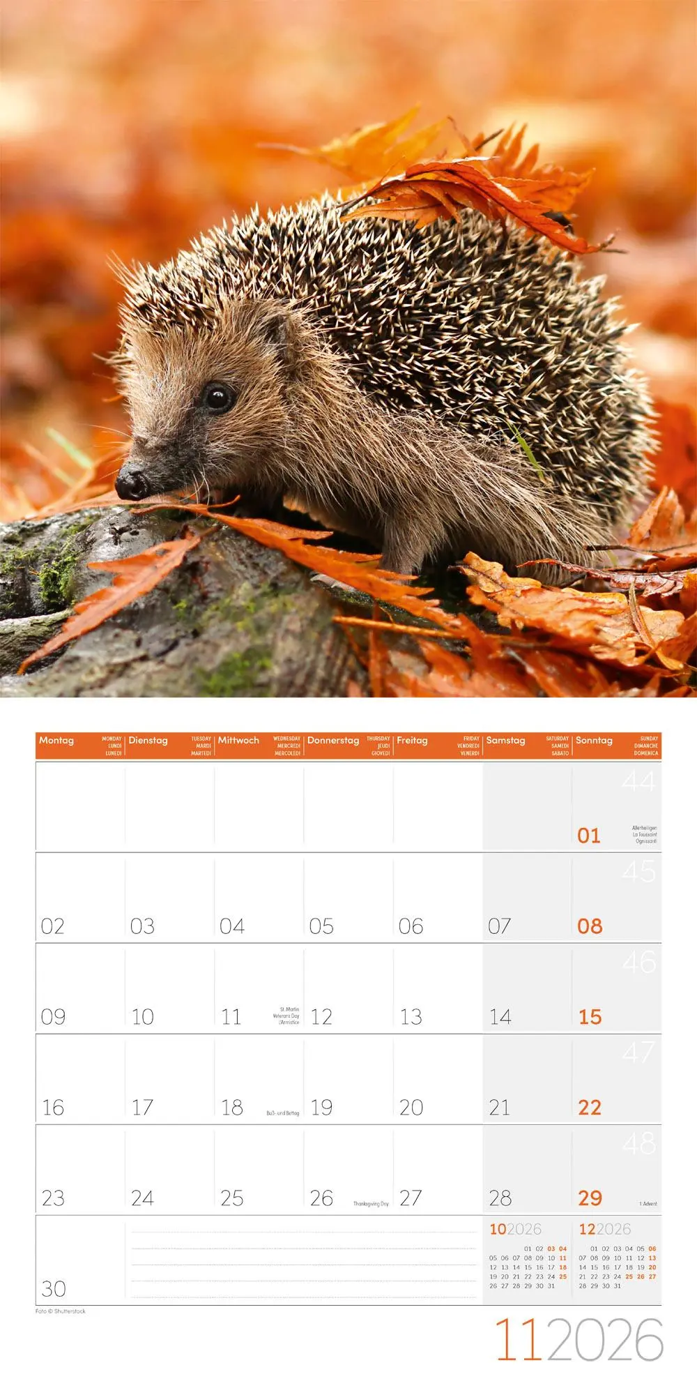 Bild: 9783838446080 | Igel Kalender 2026 - 30x30 | Ackermann Kunstverlag GmbH | Kalender