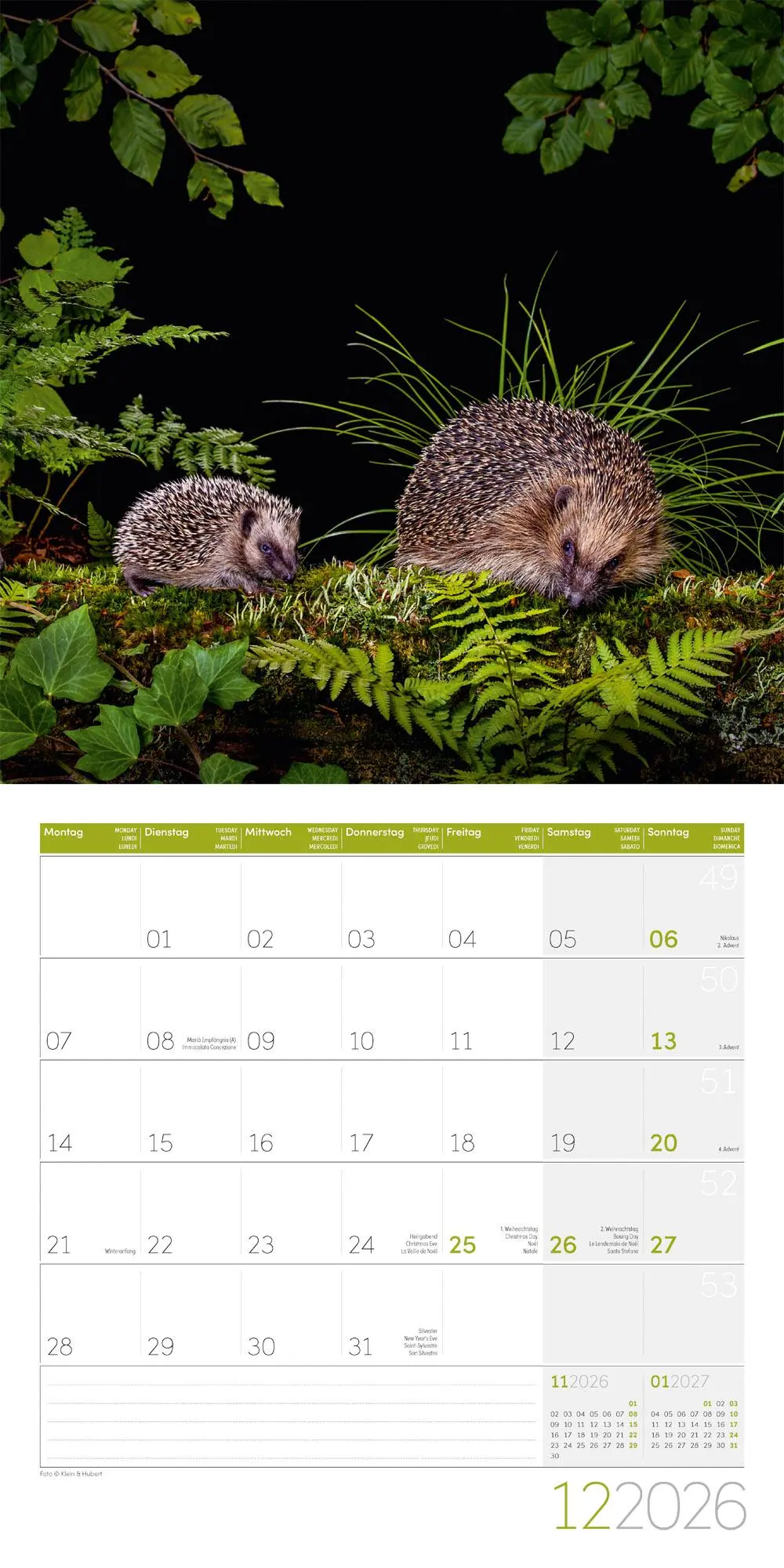 Bild: 9783838446080 | Igel Kalender 2026 - 30x30 | Ackermann Kunstverlag GmbH | Kalender