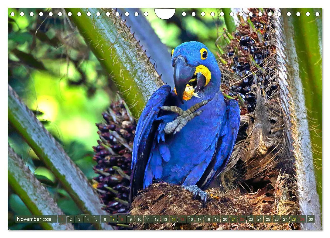Bild: 9783457806180 | Aras im Pantanal (Wandkalender 2026 DIN A4 quer), CALVENDO...