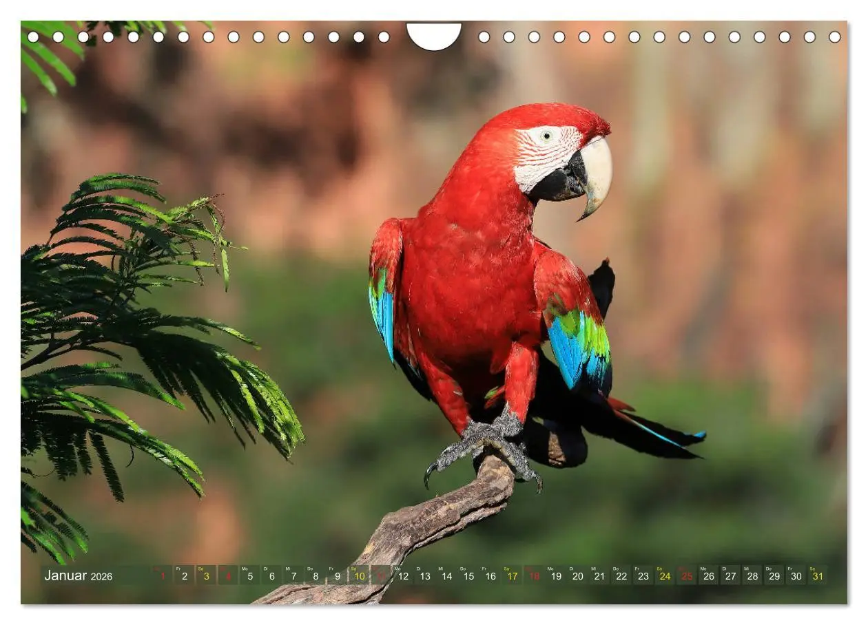 Bild: 9783457806180 | Aras im Pantanal (Wandkalender 2026 DIN A4 quer), CALVENDO...