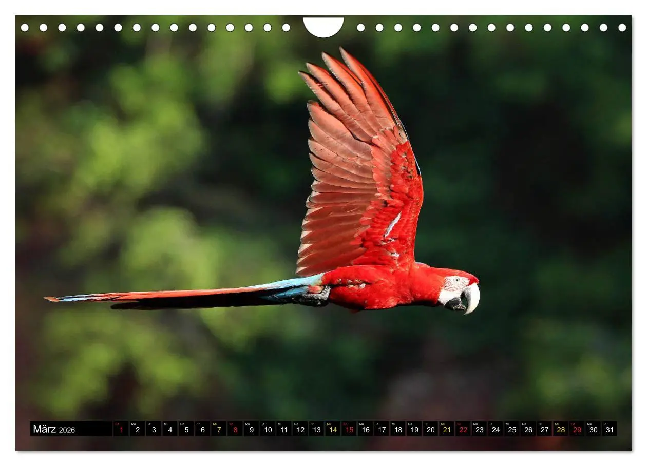 Bild: 9783457806180 | Aras im Pantanal (Wandkalender 2026 DIN A4 quer), CALVENDO...