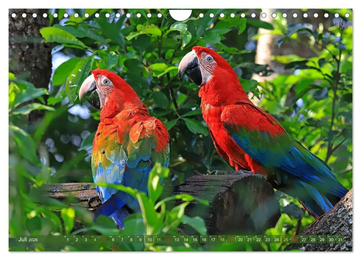 Bild: 9783457806180 | Aras im Pantanal (Wandkalender 2026 DIN A4 quer), CALVENDO...