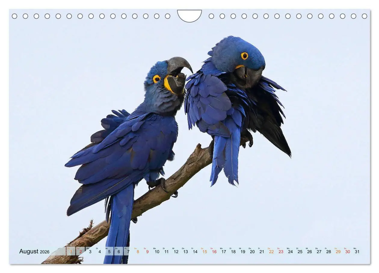 Bild: 9783457806180 | Aras im Pantanal (Wandkalender 2026 DIN A4 quer), CALVENDO...