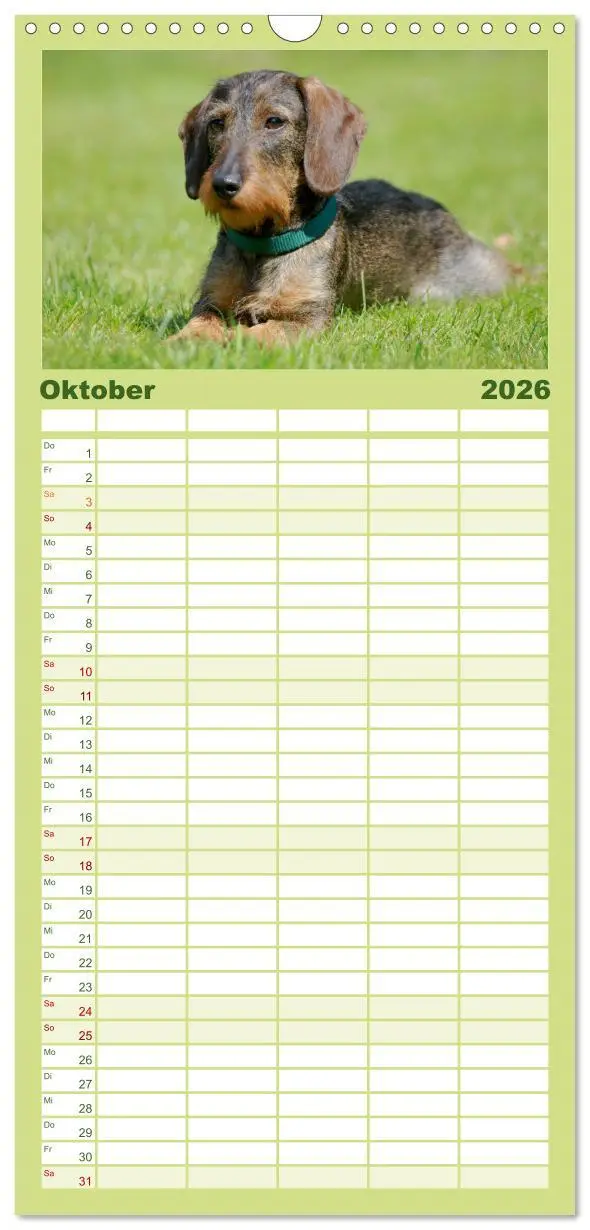 Bild: 9783516516180 | Familienplaner 2026 - Liebenswerte Rabauken - Rauhaardackel mit 5...