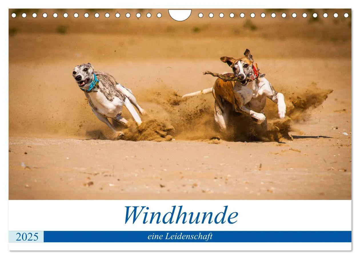 Cover: 9783435326280 | Windhunde - eine Leidenschaft (Wandkalender 2025 DIN A4 quer),...