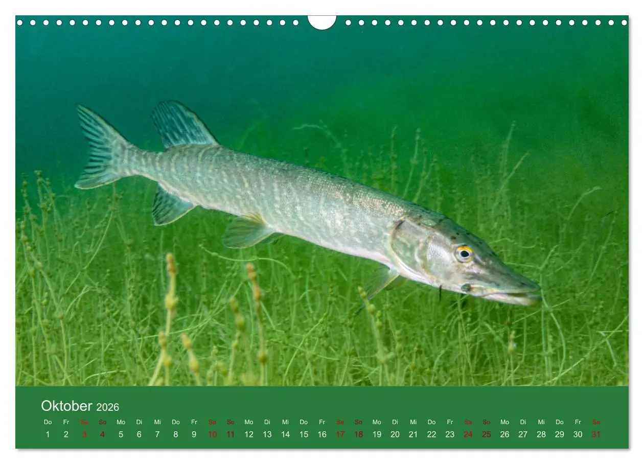 Bild: 9783457896280 | Faszination Süsswasser (Wandkalender 2026 DIN A3 quer), CALVENDO...