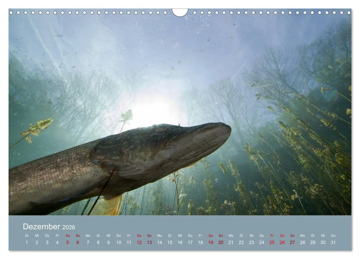 Bild: 9783457896280 | Faszination Süsswasser (Wandkalender 2026 DIN A3 quer), CALVENDO...