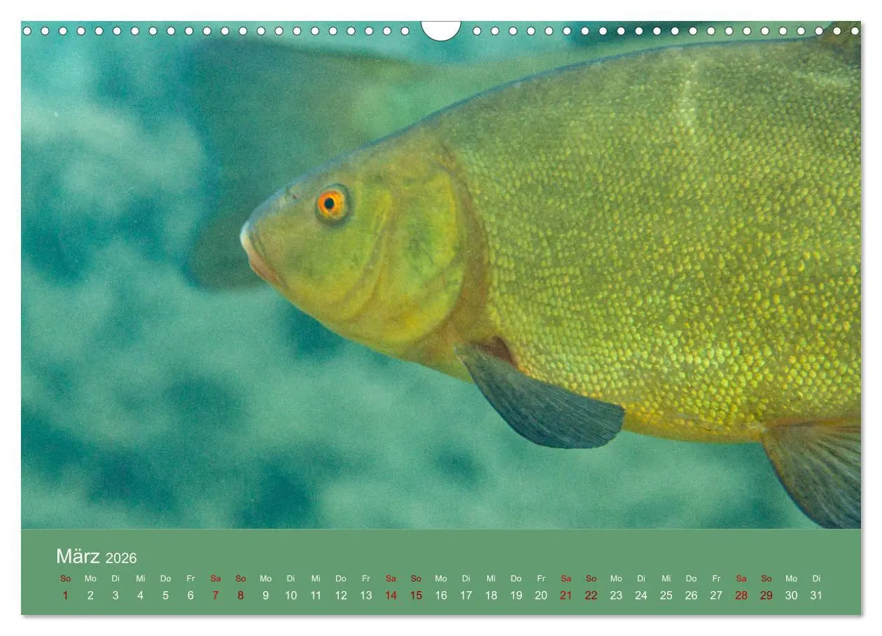 Bild: 9783457896280 | Faszination Süsswasser (Wandkalender 2026 DIN A3 quer), CALVENDO...