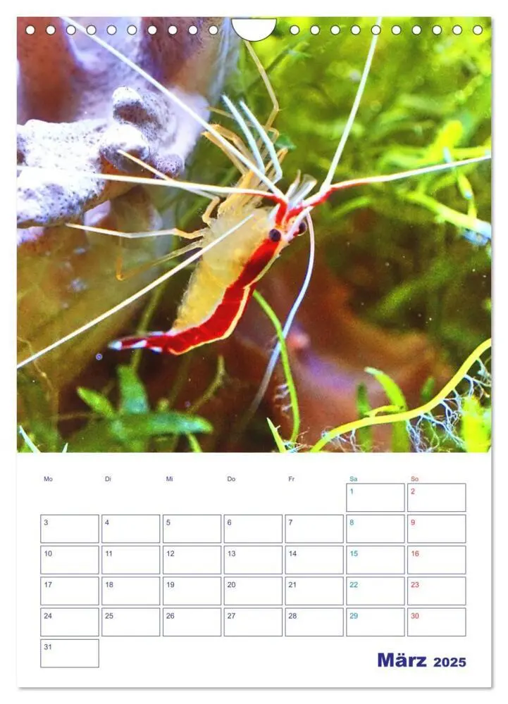 Bild: 9783435936380 | Bunte Meereswelten (Wandkalender 2025 DIN A4 hoch), CALVENDO...