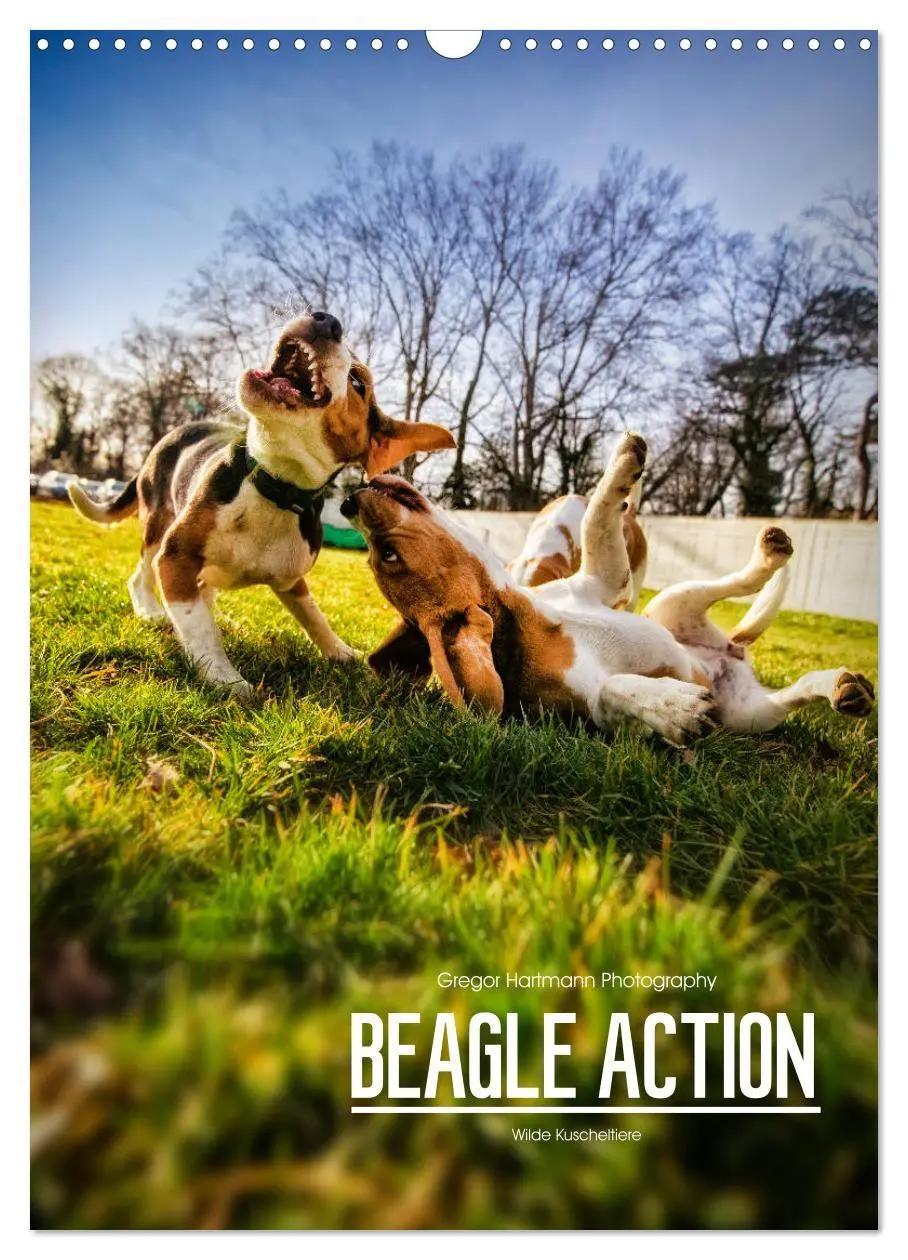 Cover: 9783516416480 | Beagle Action - Wilde Kuscheltiere (Wandkalender 2026 DIN A3 hoch),...