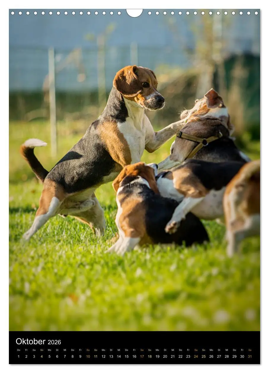Bild: 9783516416480 | Beagle Action - Wilde Kuscheltiere (Wandkalender 2026 DIN A3 hoch),...