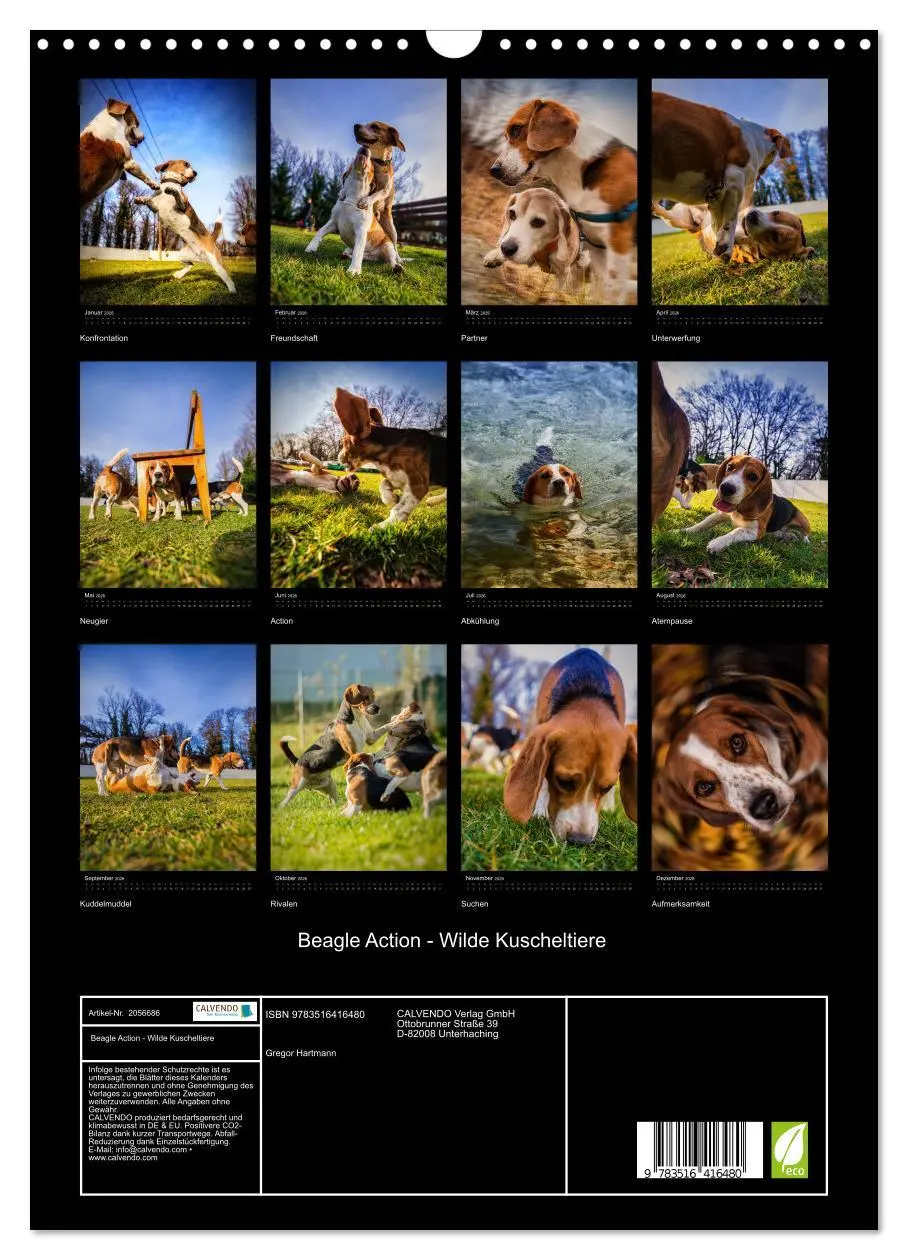 Bild: 9783516416480 | Beagle Action - Wilde Kuscheltiere (Wandkalender 2026 DIN A3 hoch),...