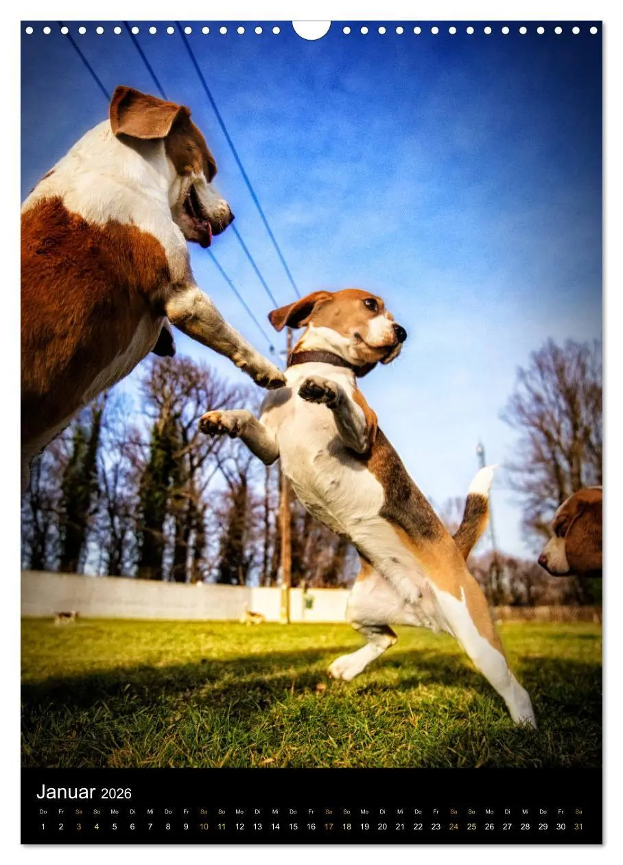 Bild: 9783516416480 | Beagle Action - Wilde Kuscheltiere (Wandkalender 2026 DIN A3 hoch),...