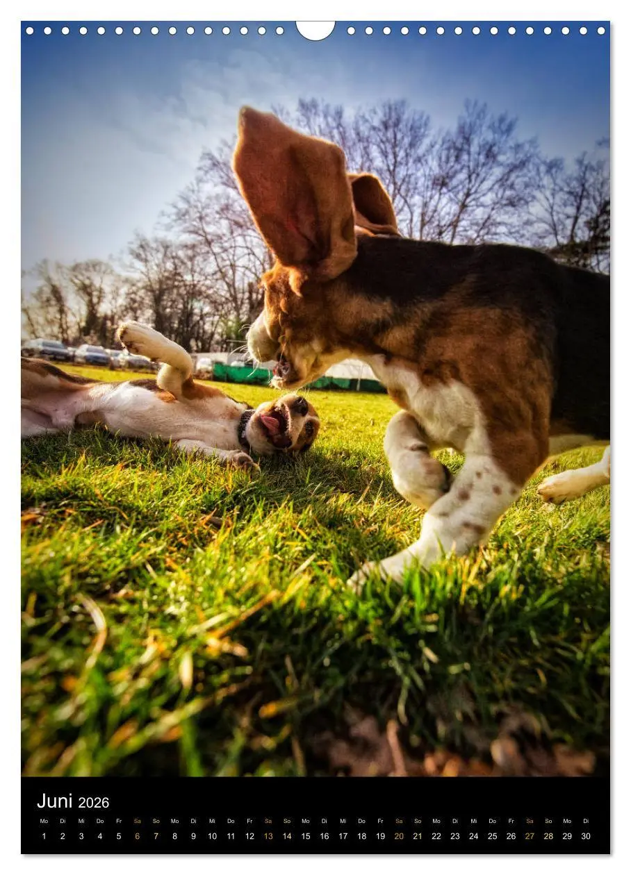Bild: 9783516416480 | Beagle Action - Wilde Kuscheltiere (Wandkalender 2026 DIN A3 hoch),...