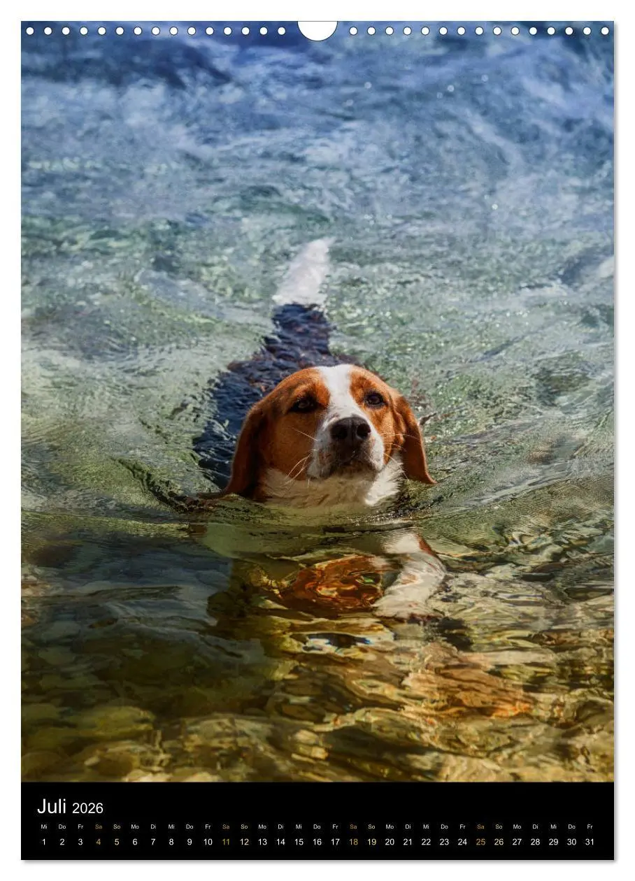 Bild: 9783516416480 | Beagle Action - Wilde Kuscheltiere (Wandkalender 2026 DIN A3 hoch),...