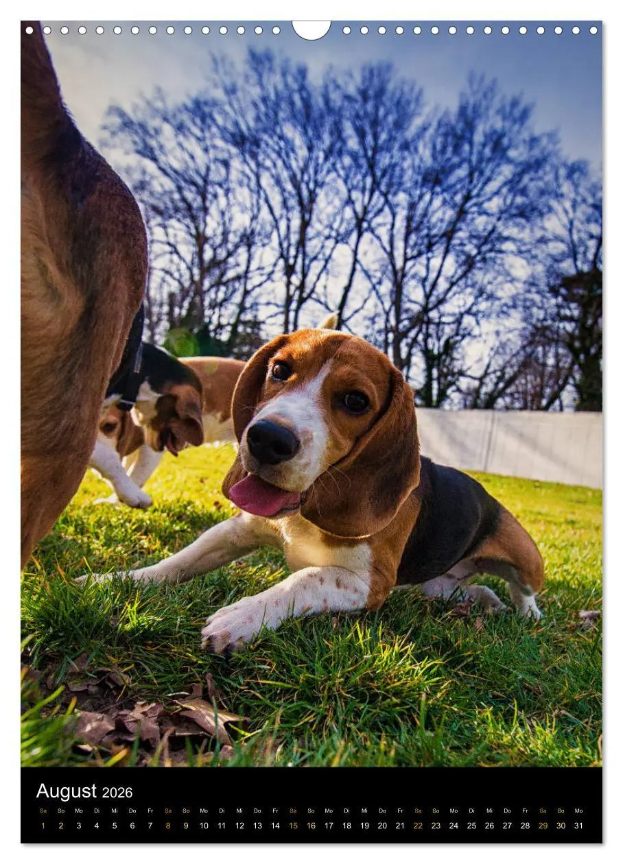 Bild: 9783516416480 | Beagle Action - Wilde Kuscheltiere (Wandkalender 2026 DIN A3 hoch),...